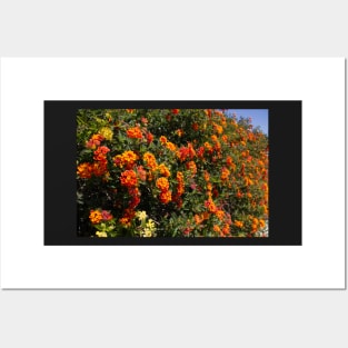 Flowers Lantana Posters and Art